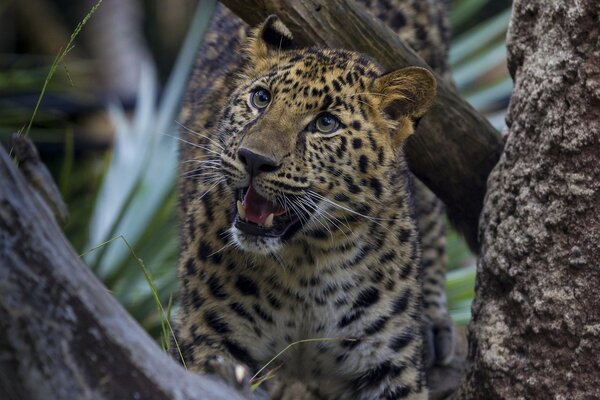 Angry leopard between the trees