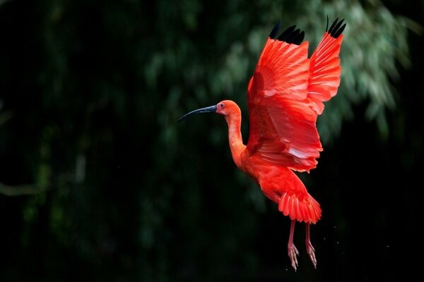 Volo alto dell uccello, battito delle ali