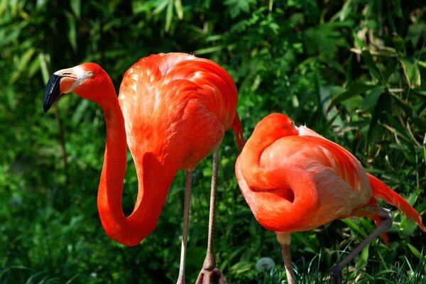 DAA de flamencos rosados sobre un fondo de vegetación