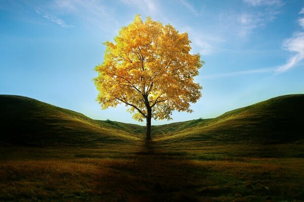 Árbol de otoño entre la hierba