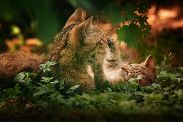 Chat jouant avec chaton dans les feuilles vertes