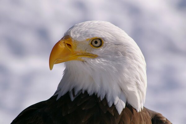 Tête d aigle à bec jaune