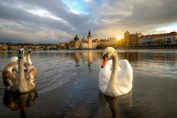 Schwäne auf dem Hintergrund der Uferpromenade in Prag