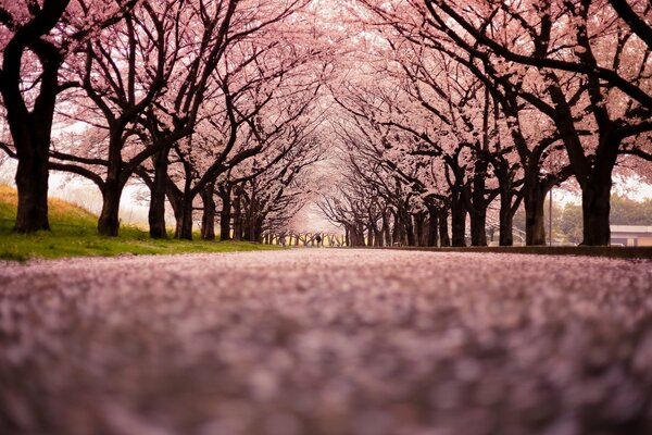 Cherry orchard. The Cherry Orchard Trail