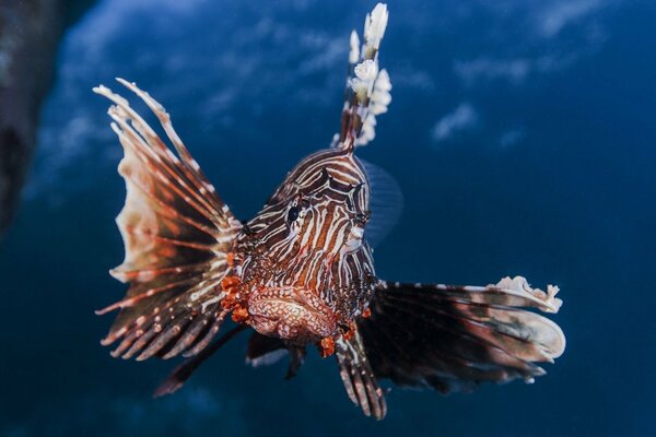 Unusual underwater creatures are everywhere