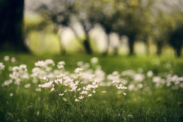 Beautiful white flowers on a background of trees and green grass