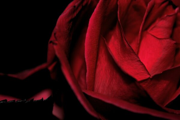 Rosa roja reina de las flores