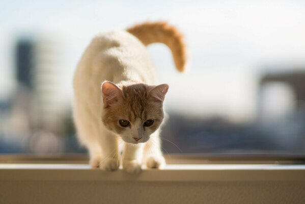 A beige kitten on the windowsill