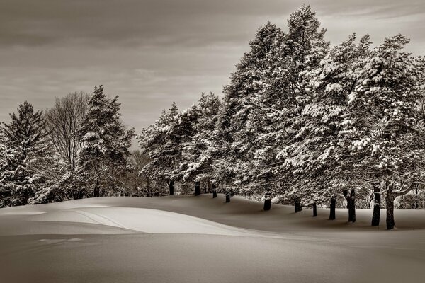 Arbres enneigés en hiver