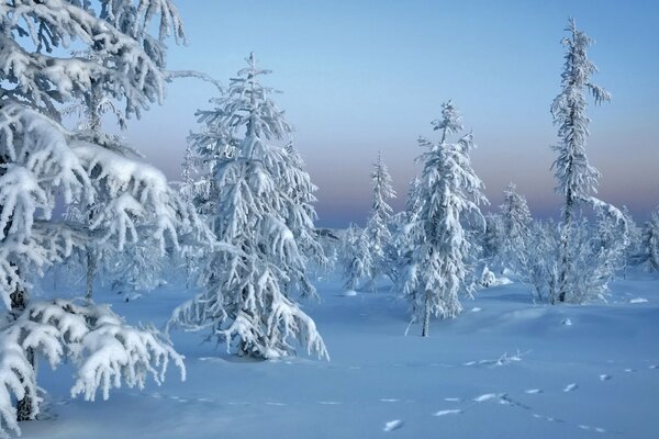 Paysage d hiver recouvert de neige épinette