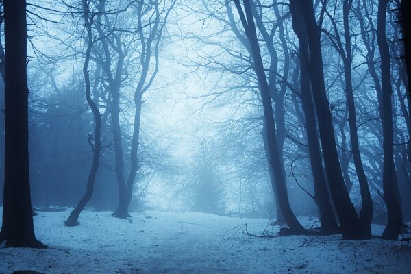 Bäume stehen in der Winterdämmerung