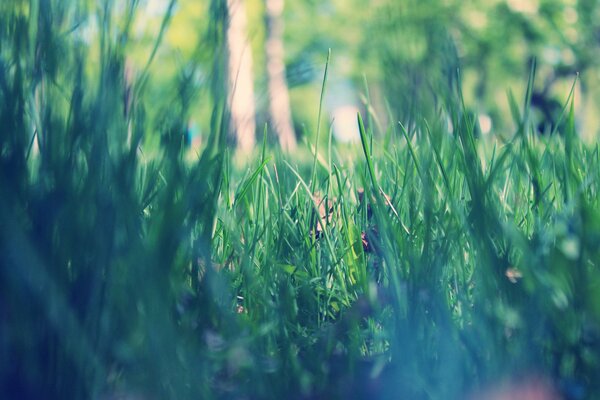 Temprano en la mañana de la primavera, en un parque con hierba verde