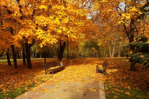 Otoño frondoso parque bancos árboles follaje amarillo