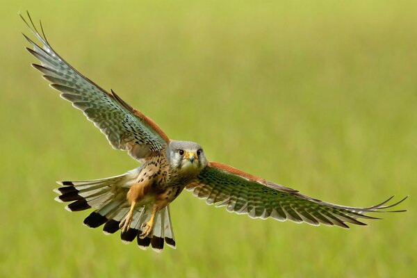 Kestrel bird with a wide sweep