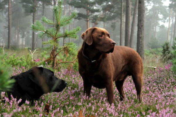 Dos perros grandes en un claro de flores en el bosque