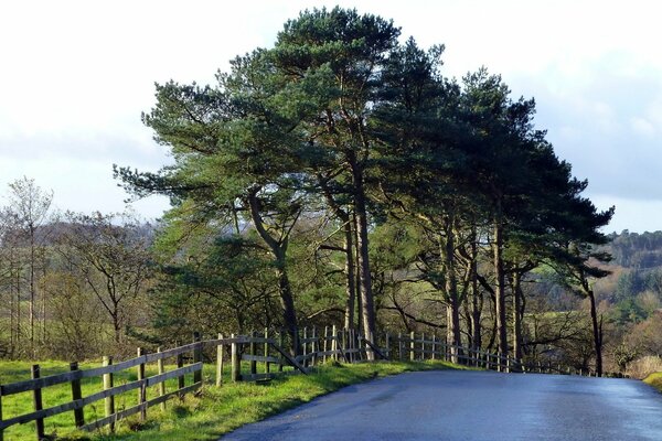 The road to dole hedges with a beautiful landscape