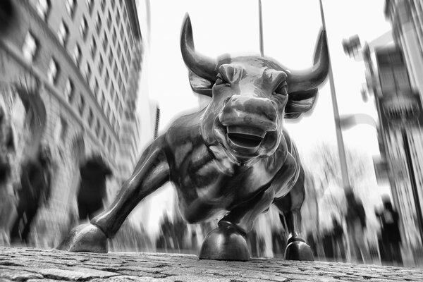 A black and white bull on a paved road