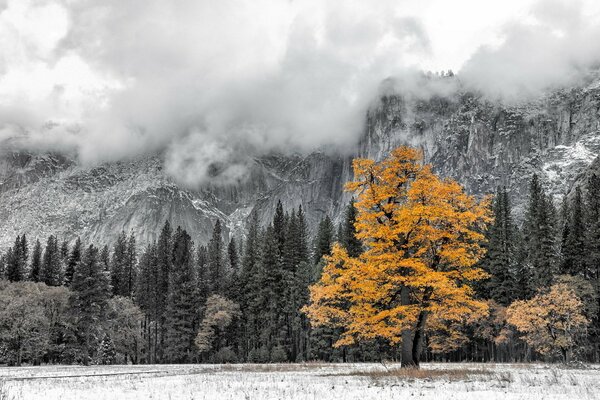 Arbre jaune sur fond décoloré