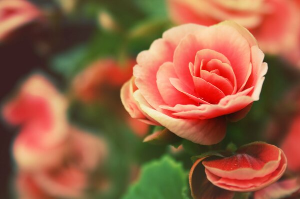 Pétales de rose ouverts dans des gouttes de rosée