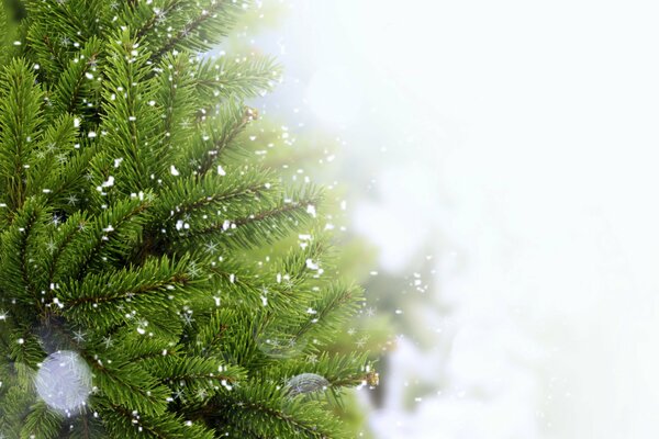 Weihnachtsbaum im Schnee funkelnde Zweige