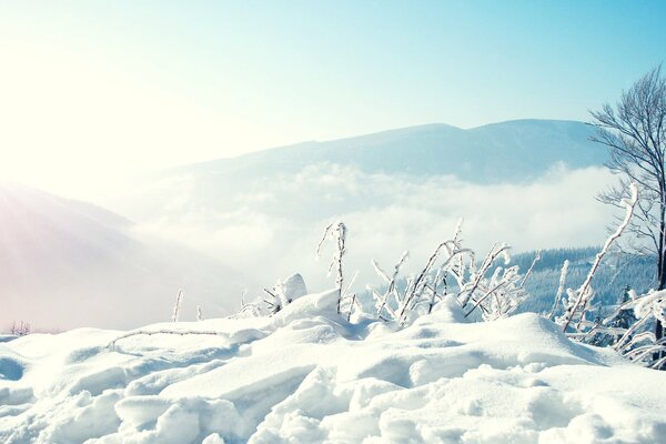 Vegetación rara en un paisaje de montaña invernal