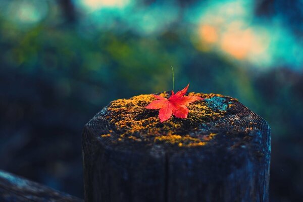 Herbstliche Landschaft mit koaksivem Bokeh