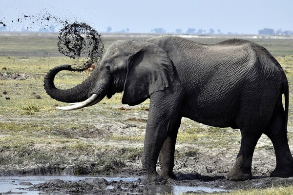 A large elephant with a curved trunk