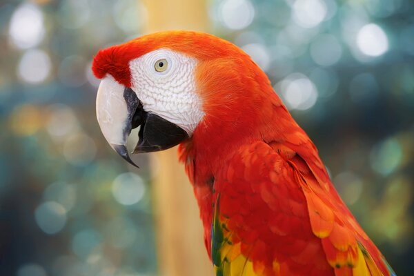 Gran loro hermoso con plumaje rojo