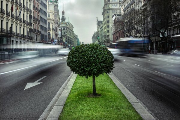 Viel befahrene Fahrbahn und grüner Baum