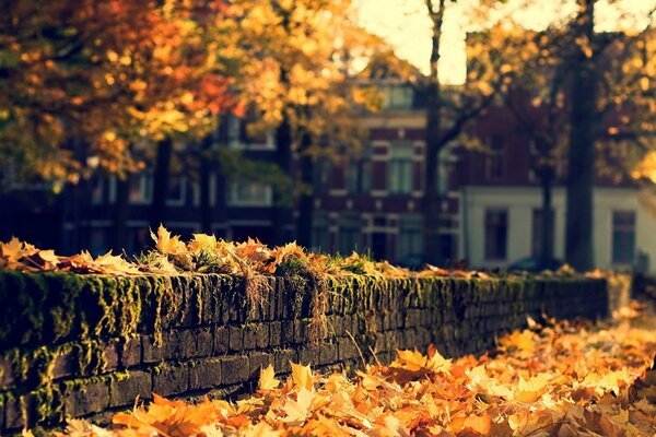 Belles feuilles d automne à l extérieur sur une journée ensoleillée