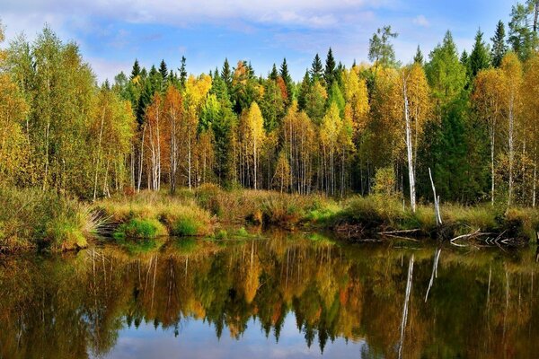 La forêt se reflète dans la surface de l eau