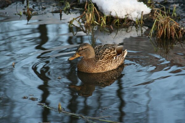 Pato flotante en invierno en el lago