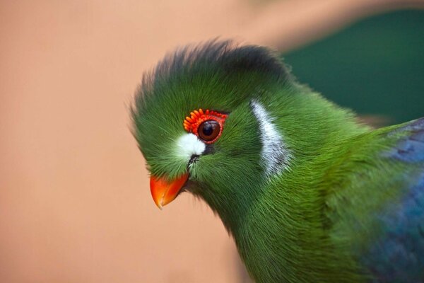 Loro con plumaje verde de perfil