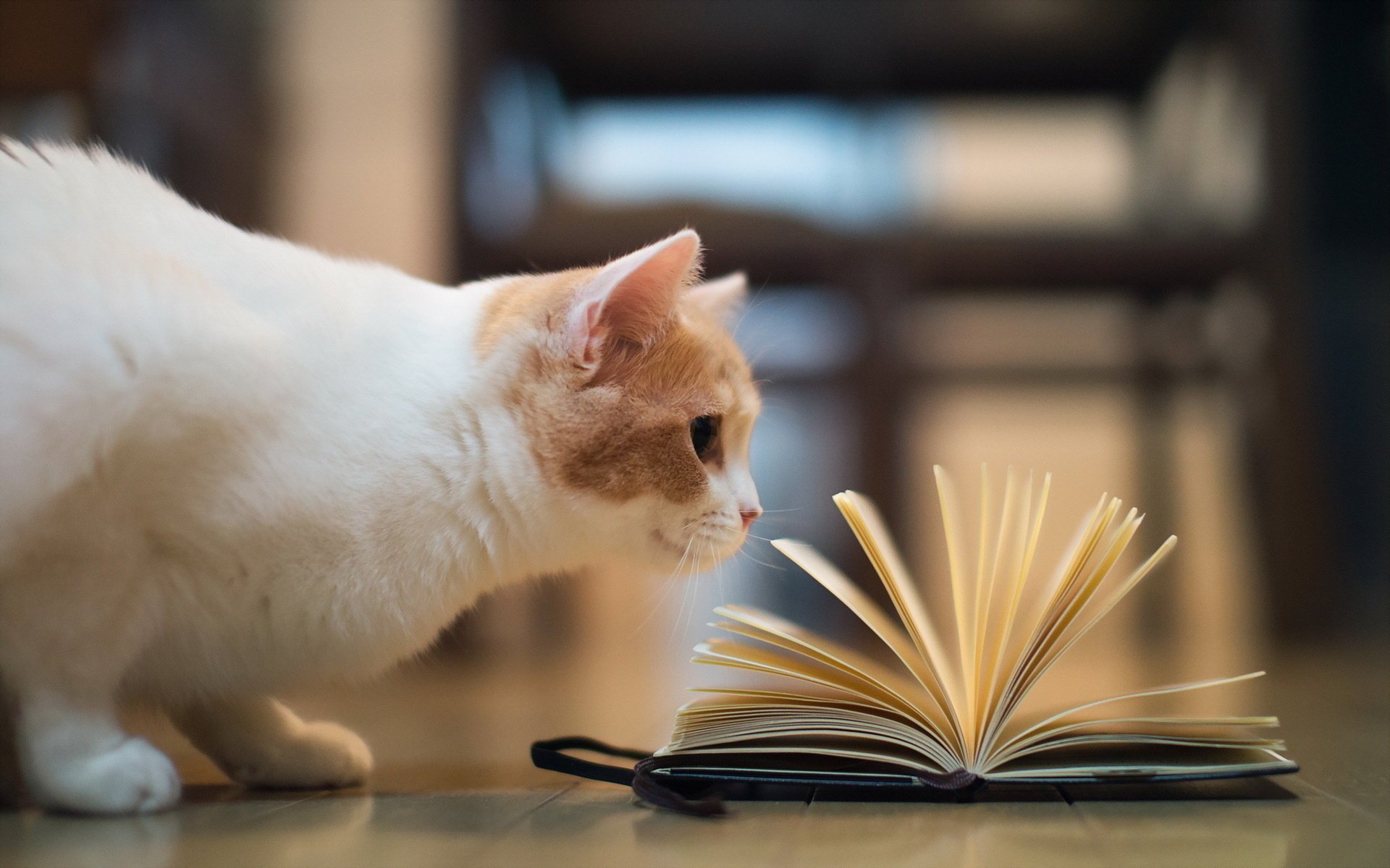 book torode cat