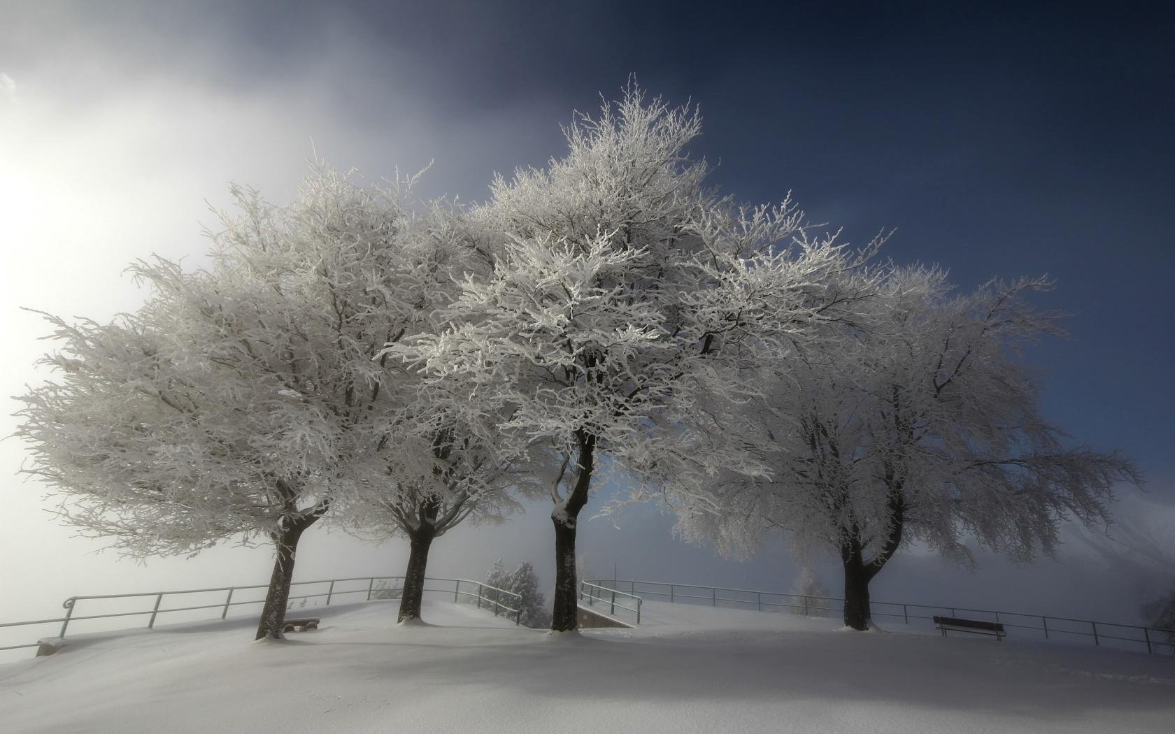 trees snow winter