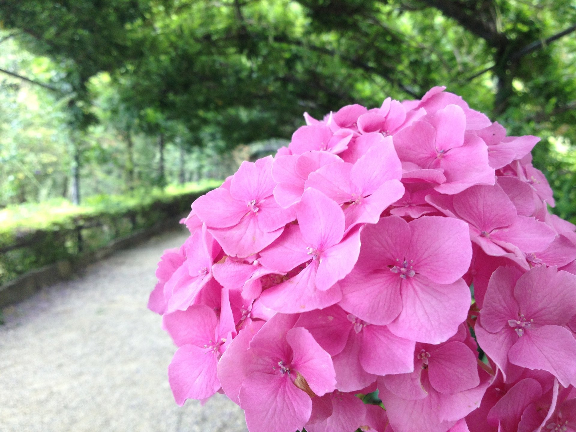 blumen florenz italien allee