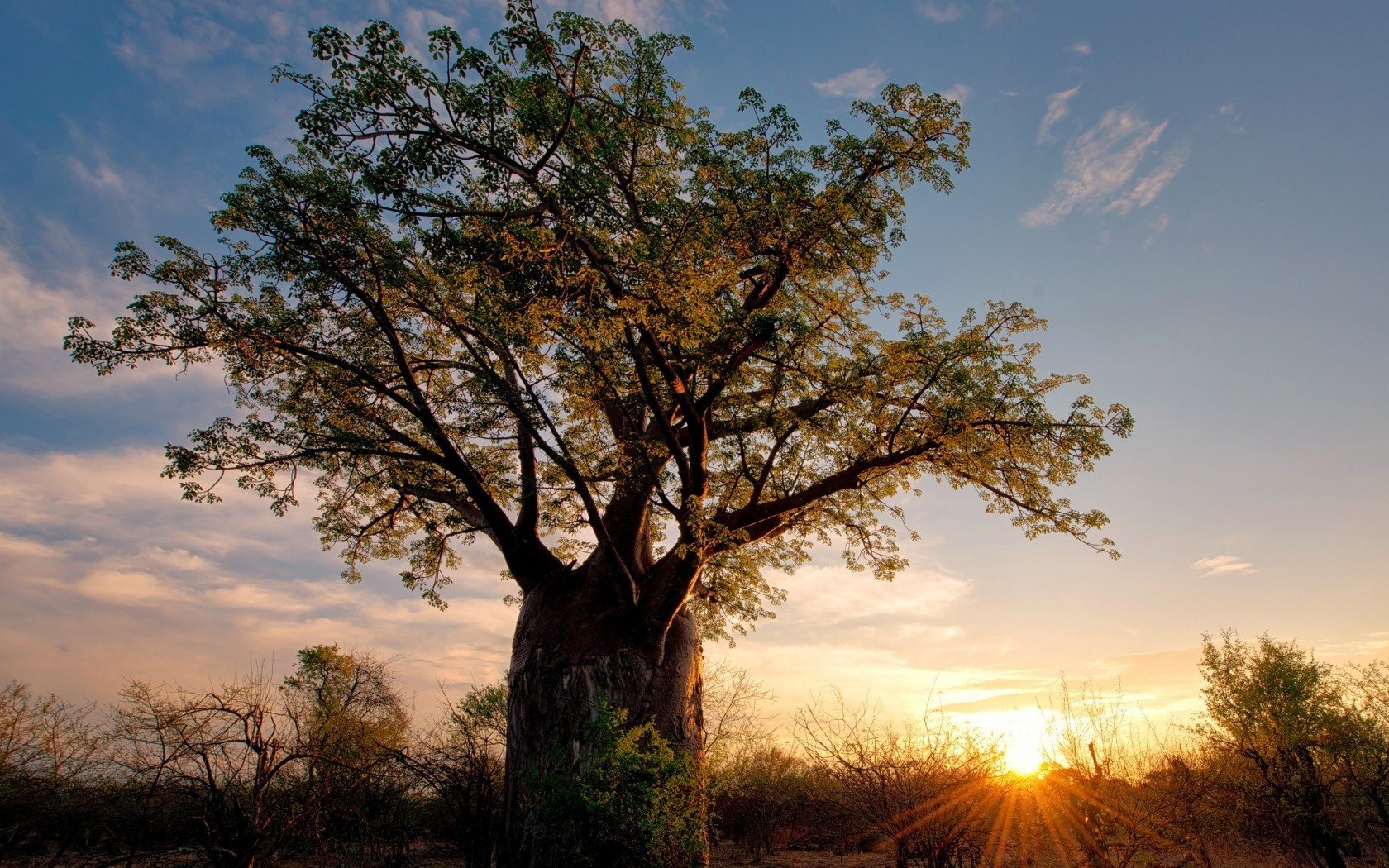 simbabwe savanne afrika natur