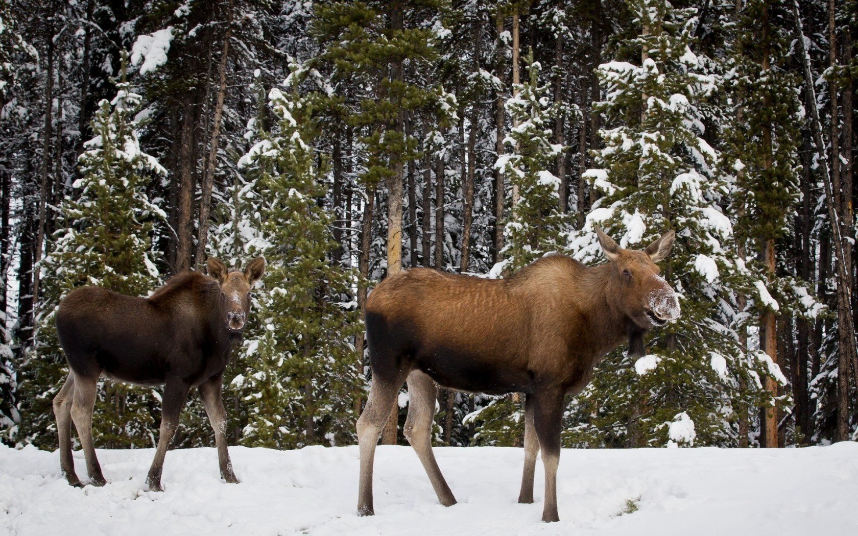 alces bosque naturaleza