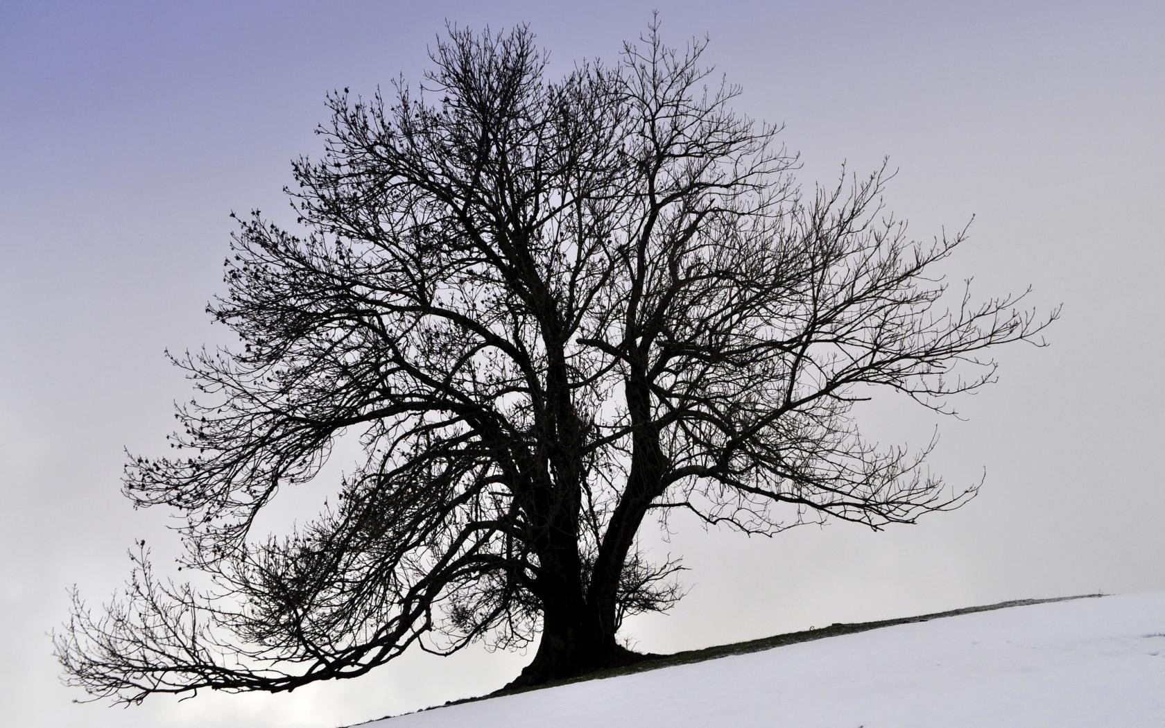 neve inverno albero corona