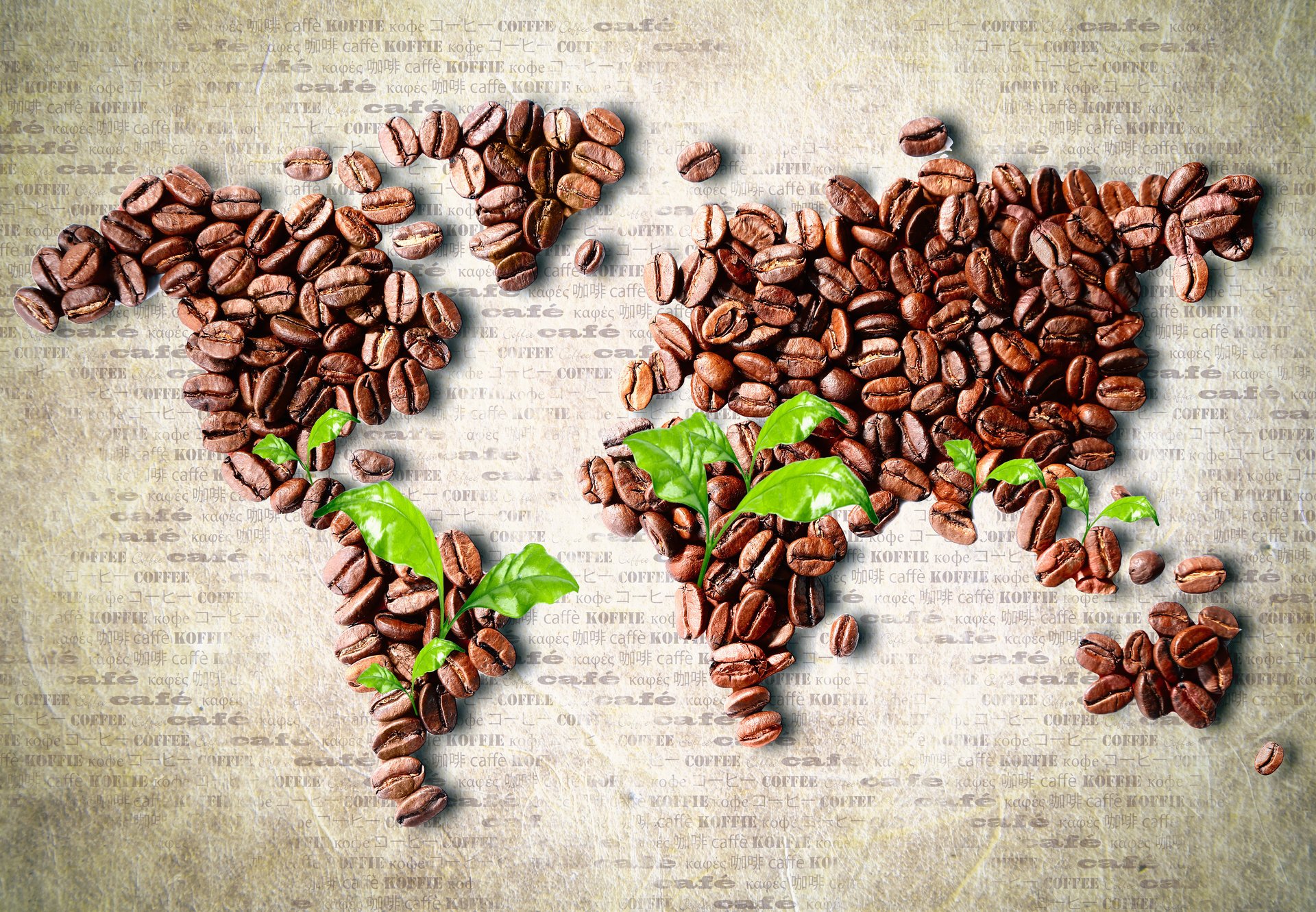 grains feuilles carte café continents