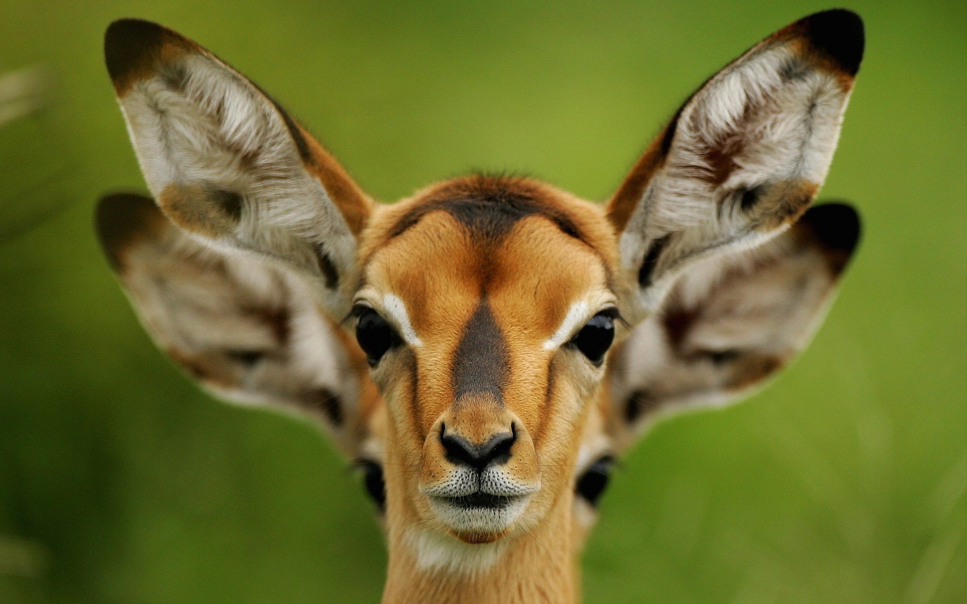 roe nature ears summer