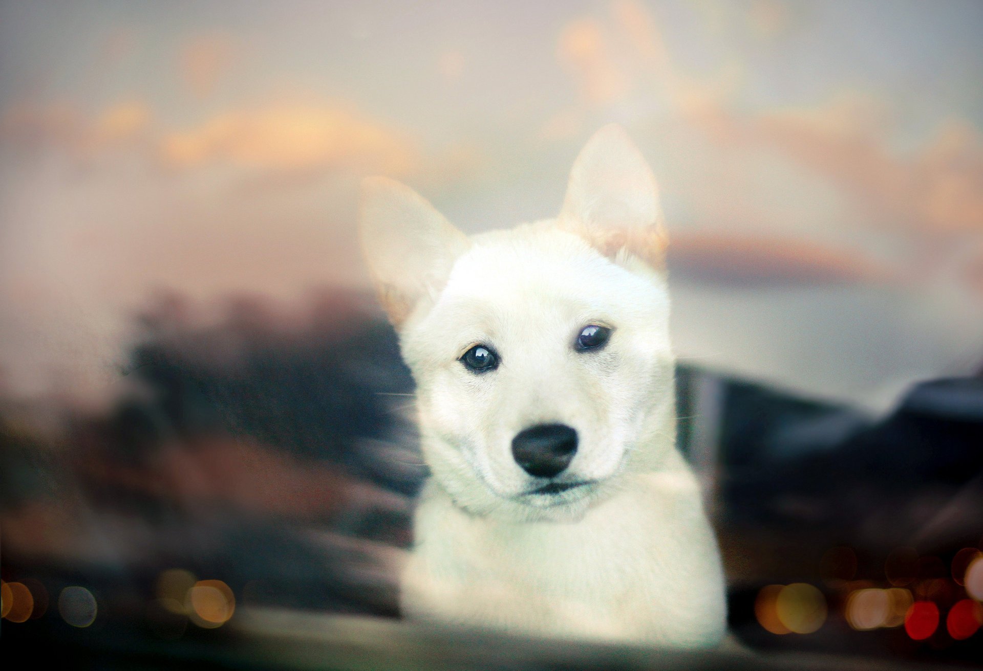 bokeh blanc chien chiot shiba inu vue chiot