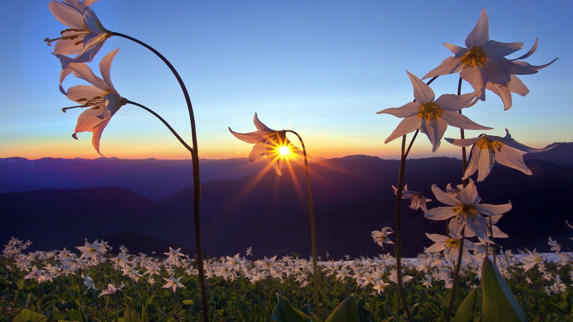 blumen ferne berge feld blütenblätter