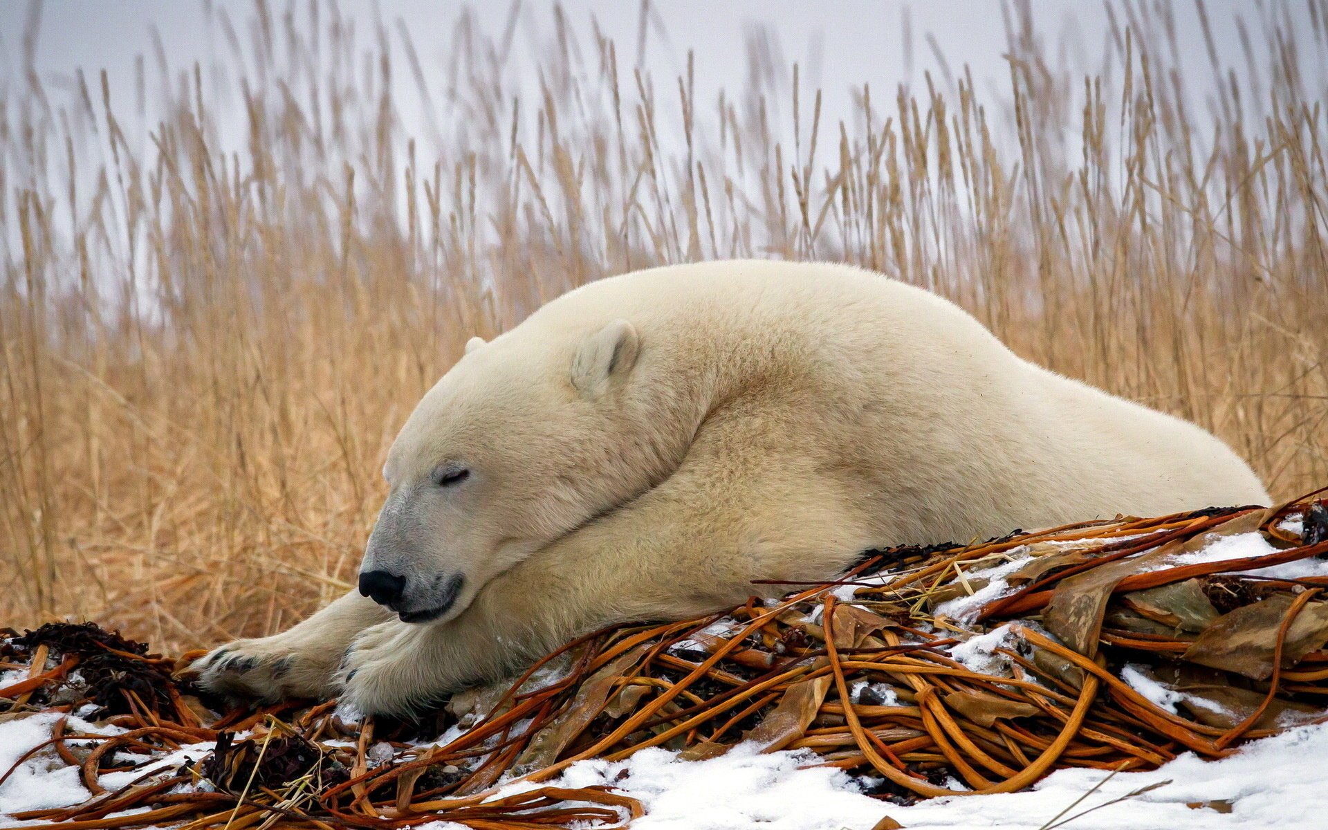 natura orso bianco