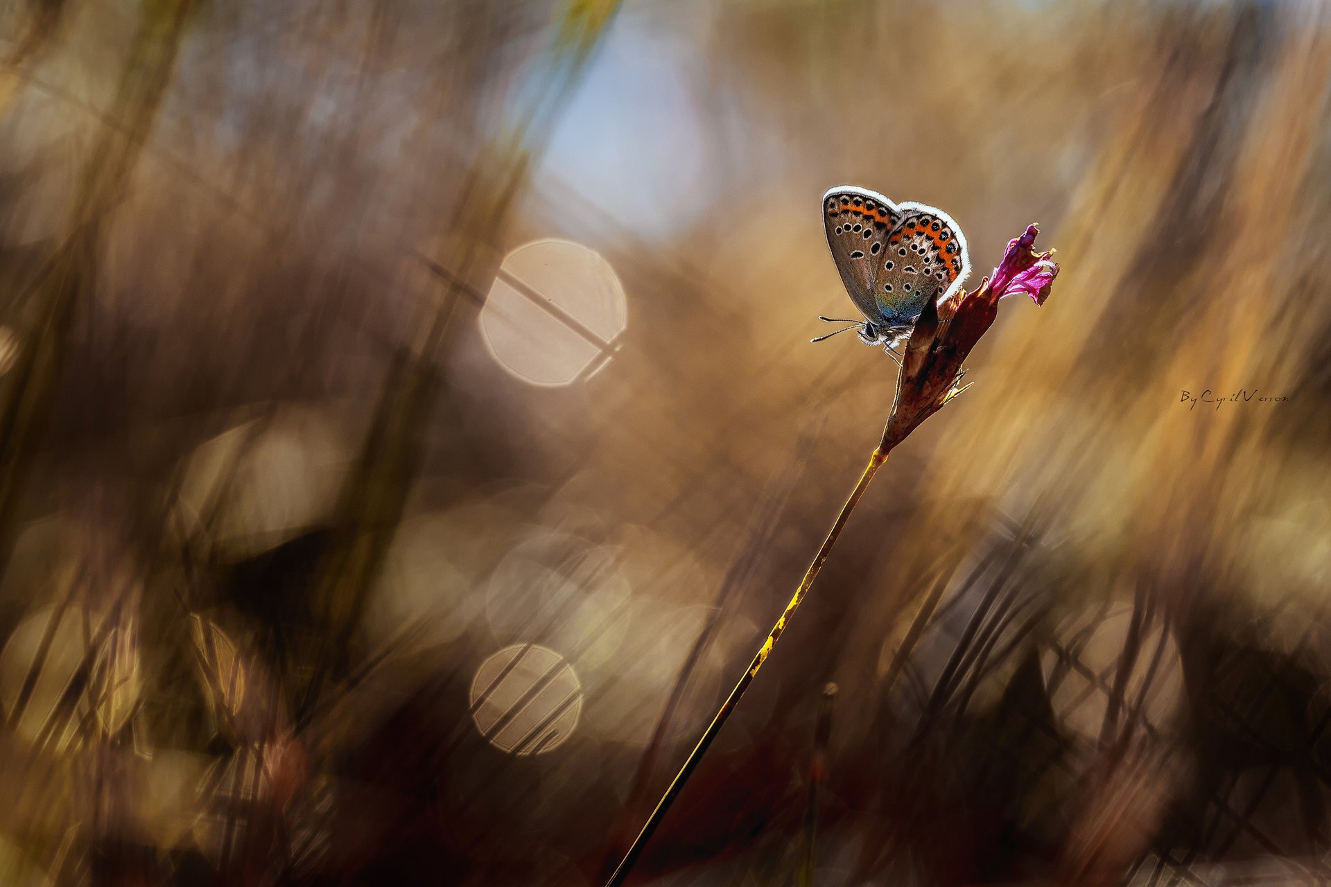 macro romero resplandor mariposa hierba