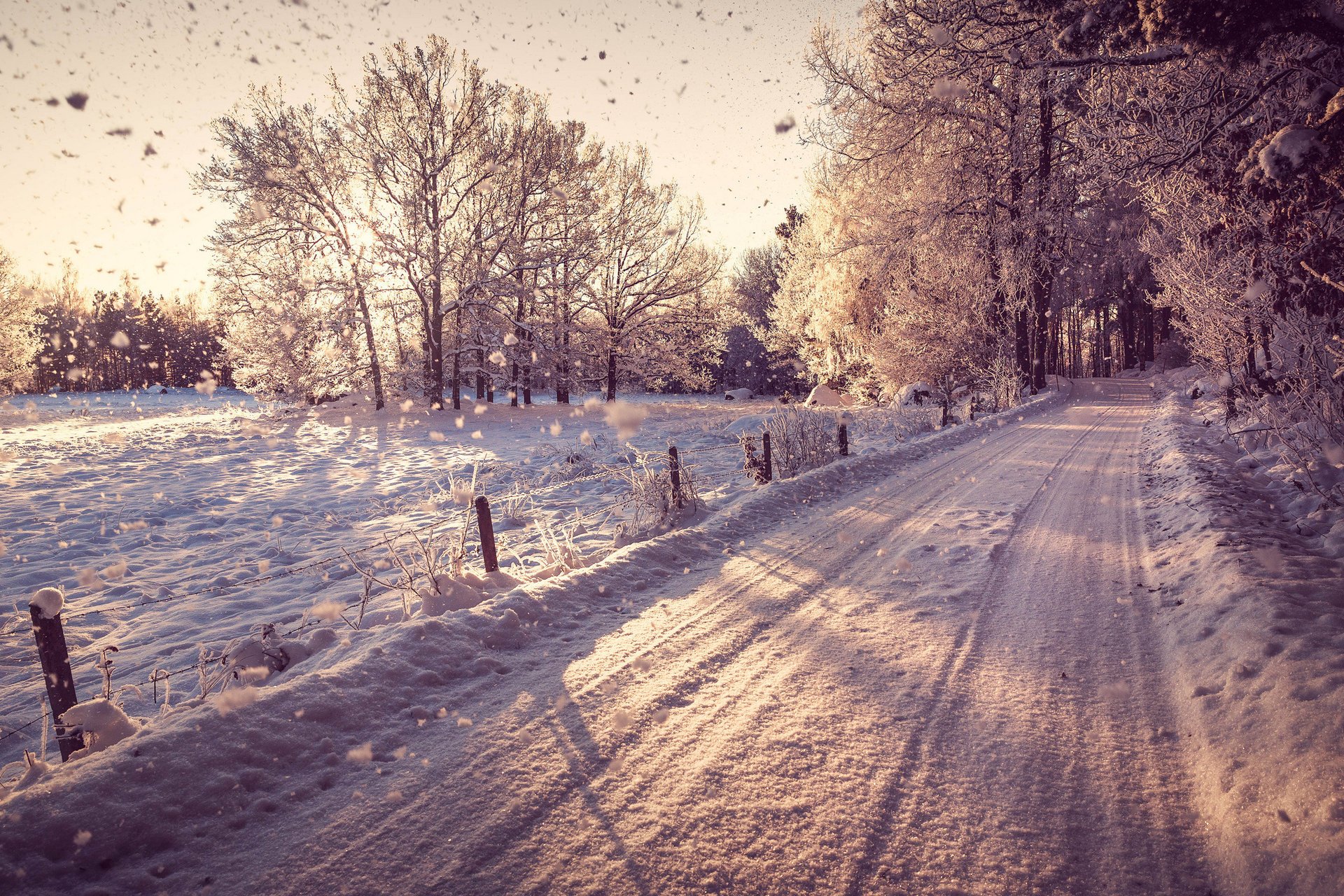 winter nature snow road tree