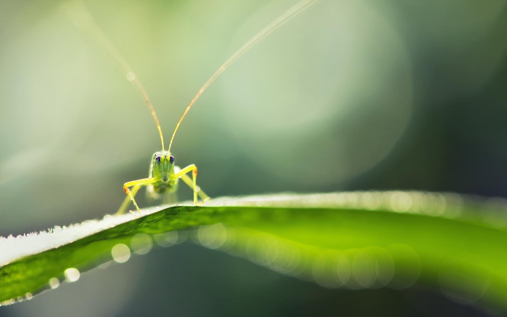 macro nature grasshopper