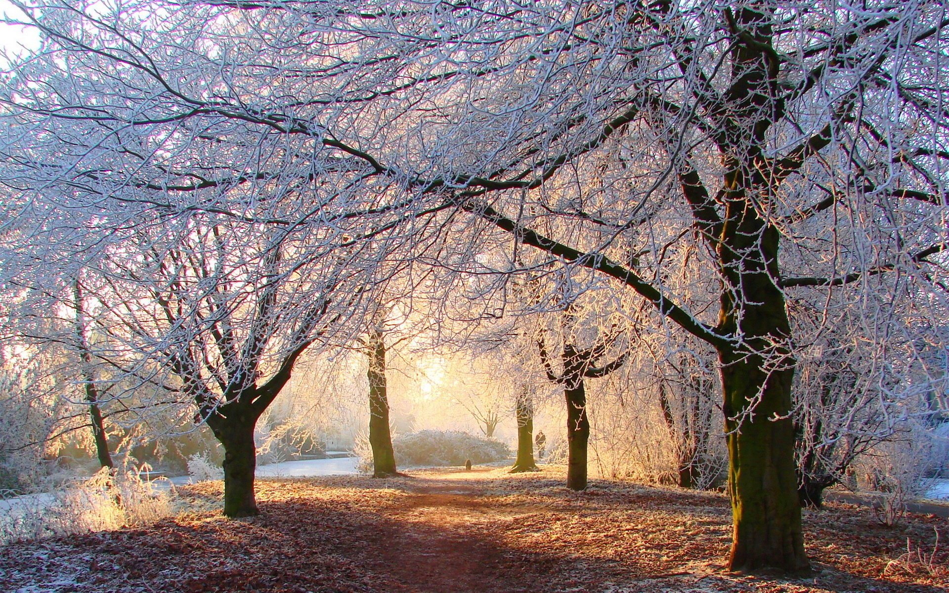 forest winter trees park road