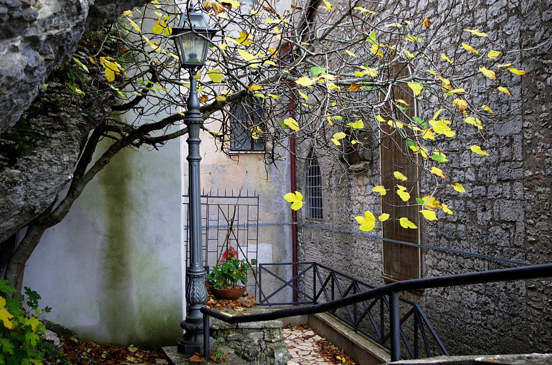 town house yard light tree autumn