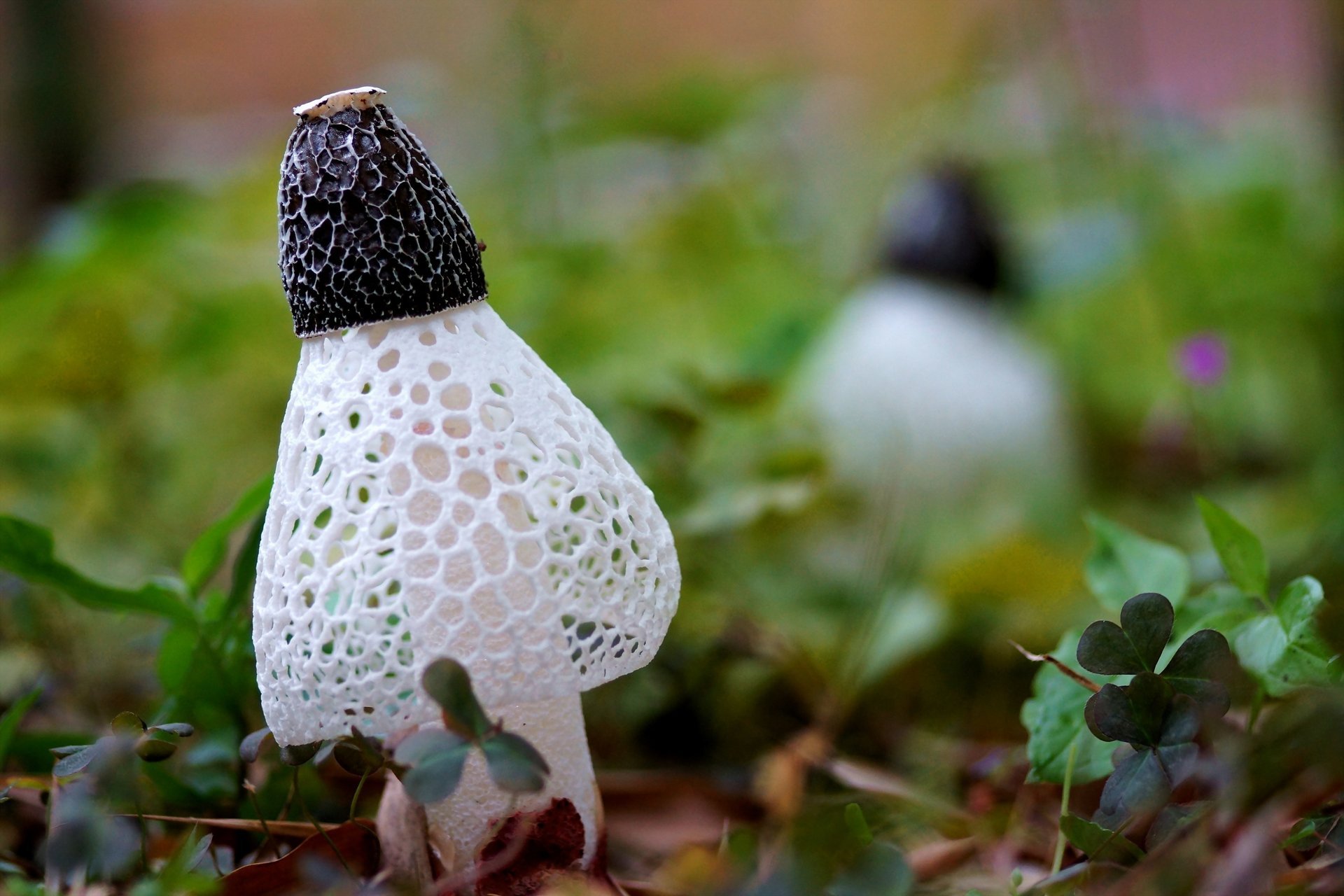 macro cell leaves grass mesh mushrooms white clover